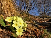 64 Primule gialle baciate dal sole nella faggeta